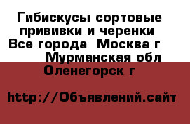 Гибискусы сортовые, прививки и черенки - Все города, Москва г.  »    . Мурманская обл.,Оленегорск г.